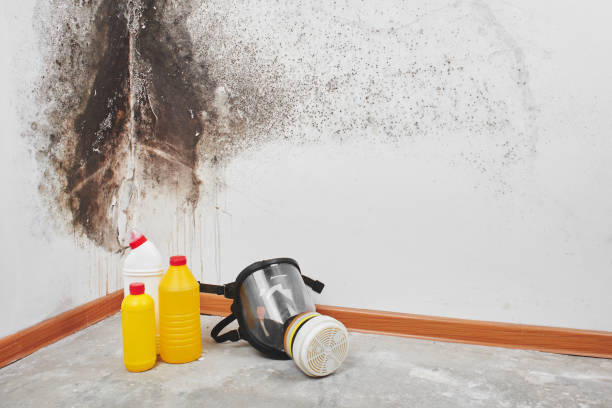 Best Mold Removal Company Near Me  in Coalville, UT