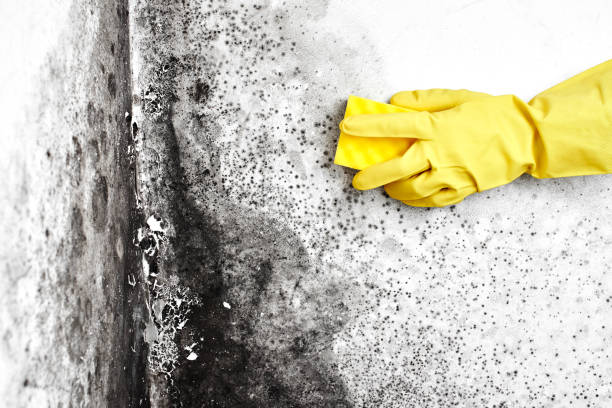 Certified Mold Removal in Coalville, UT