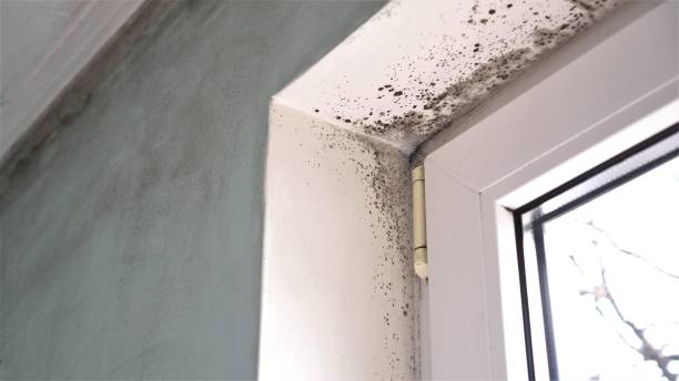 Best Toxic Mold Removal  in Coalville, UT