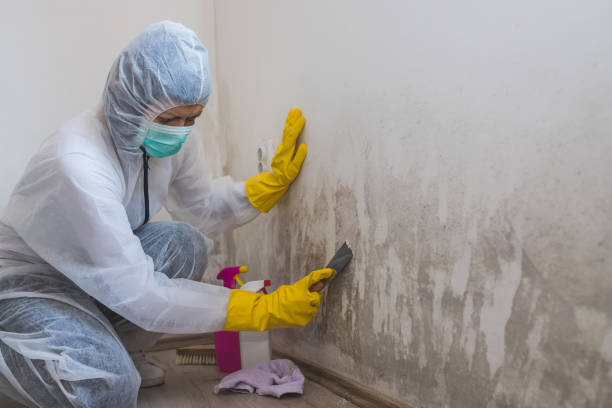 Best Toxic Mold Removal  in Coalville, UT