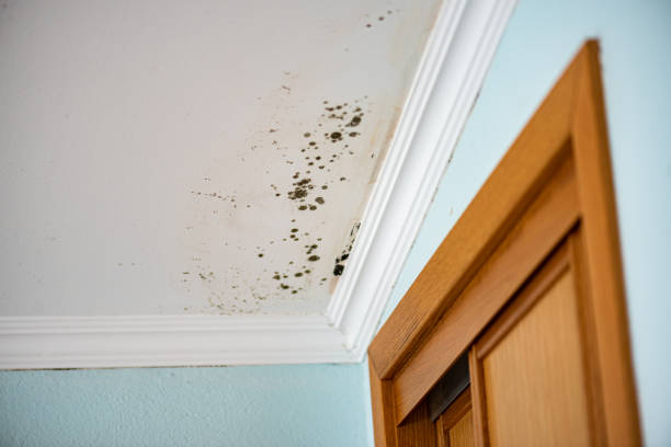 Best Professional Mold Removal  in Coalville, UT