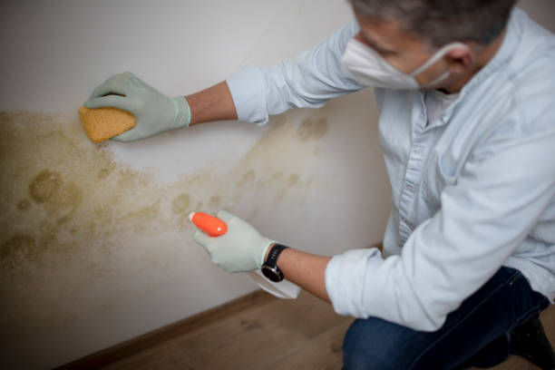 Best Mold Remediation  in Coalville, UT