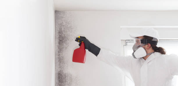 Best Home Mold Removal  in Coalville, UT
