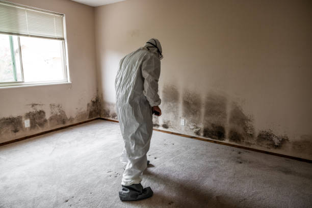 Reliable Coalville, UT Mold Removal Solutions