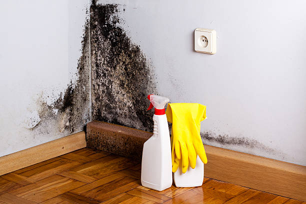 Best Home Mold Removal  in Coalville, UT