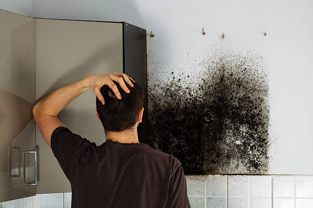 Best Mold Damage Repair  in Coalville, UT