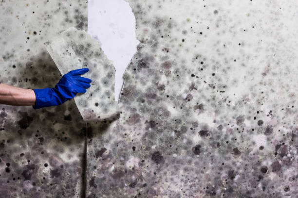  Coalville, UT Mold Removal Pros