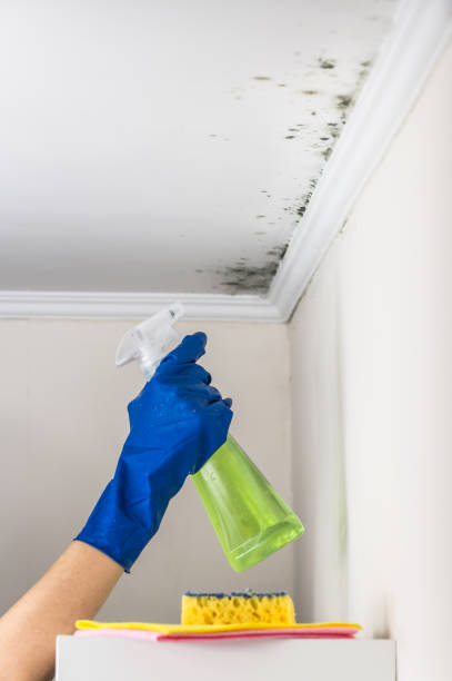Best Best Mold Removal Companies  in Coalville, UT